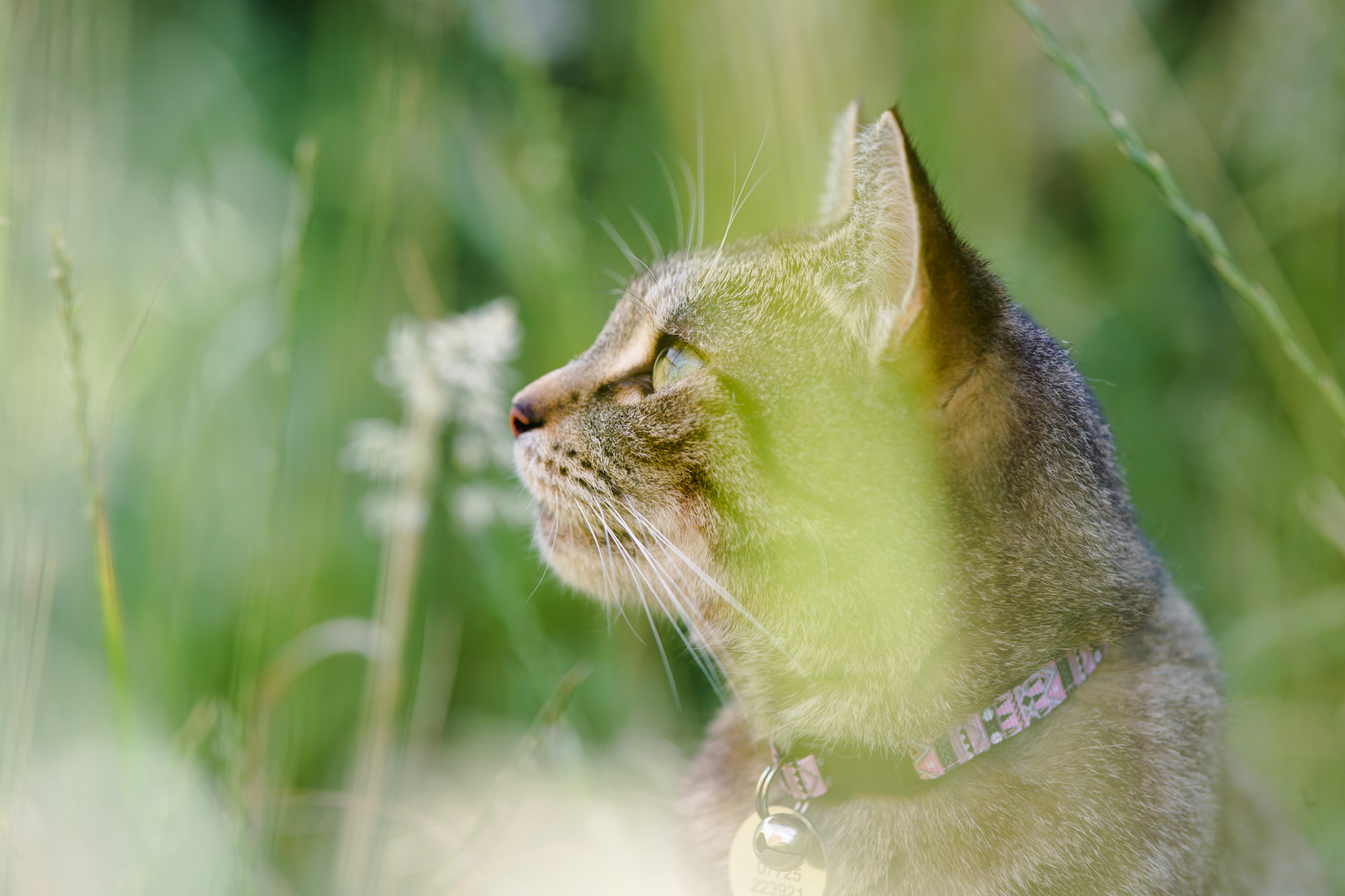 Choosing the Perfect Collar for Your Cat: A Guide for the Fussy Feline